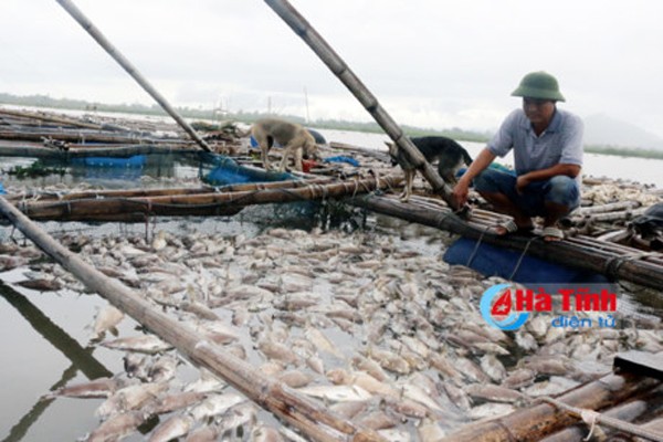 Son looks at dead fish in float farms (Photo: SGGP)